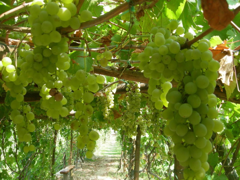 Albergo 'La Vigna', Procida, Италия