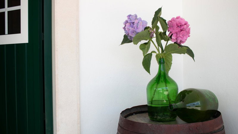 D'Vine - Country house, Cartaxo, Portugal