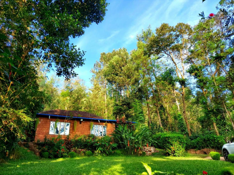 The Dream, Sanivārsante, India