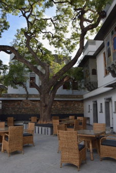 The Neem Tree, Udaipur, India
