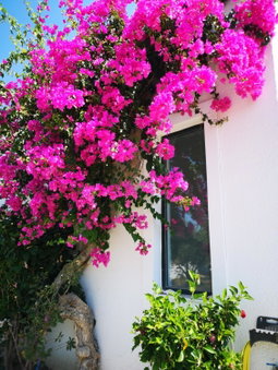 Ilios and Irene, Kos, Greece