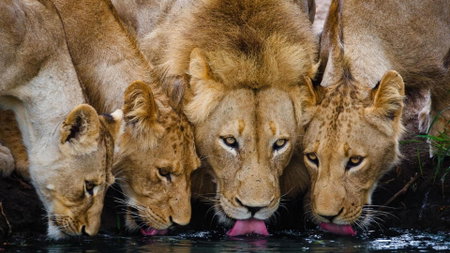 Motswari Private Game Reserve by NEWMARK, Timbavati Game Reserve, Южная Африка