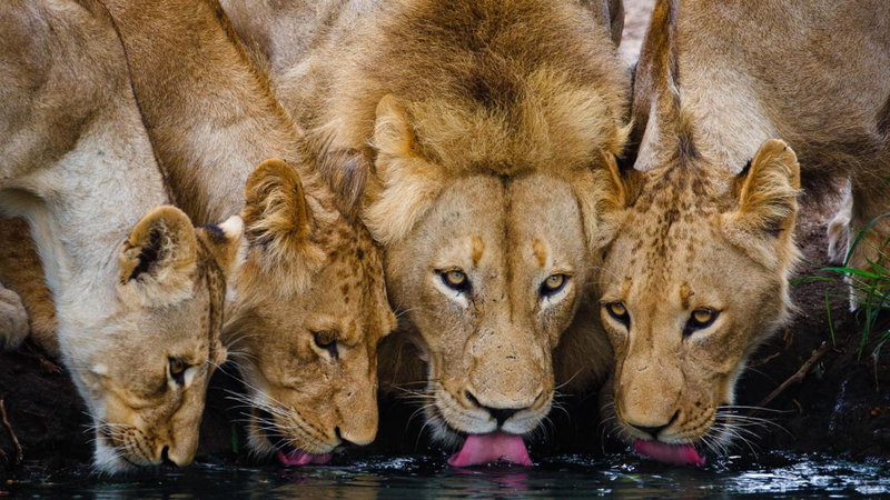 Motswari Private Game Reserve by NEWMARK, Timbavati Game Reserve, Южная Африка