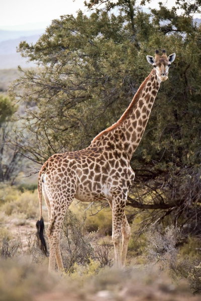 Mont Eco Game Reserve, Montagu, South Africa