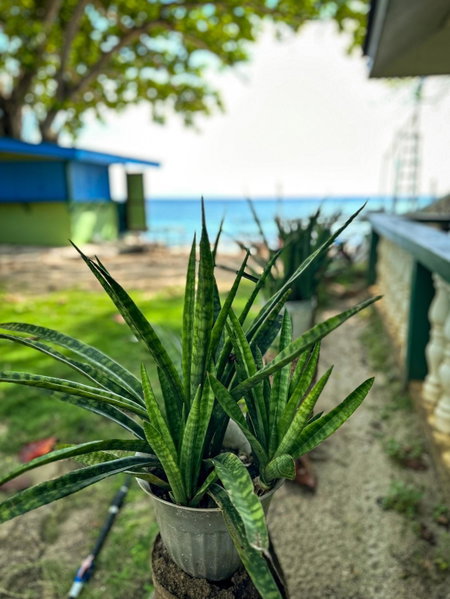 1peace beach resort, Anda, Filipinas