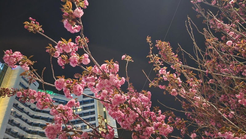 SL Hotel Gangneung, Gangneung, Corée du Sud