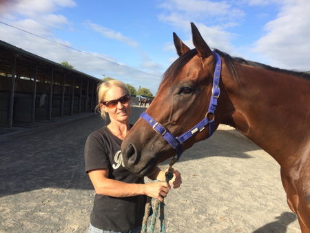 Horseinaround, Cambridge, New Zealand