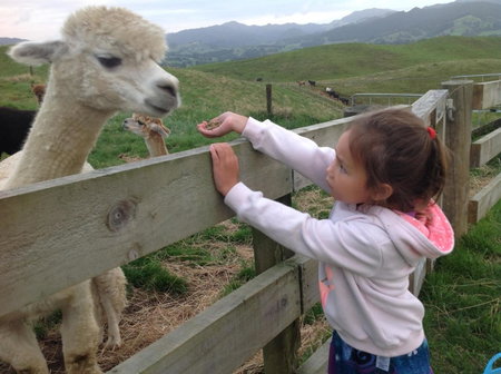 Waihi Gold Alpacas 1 or 2 people, Waihi, New Zealand