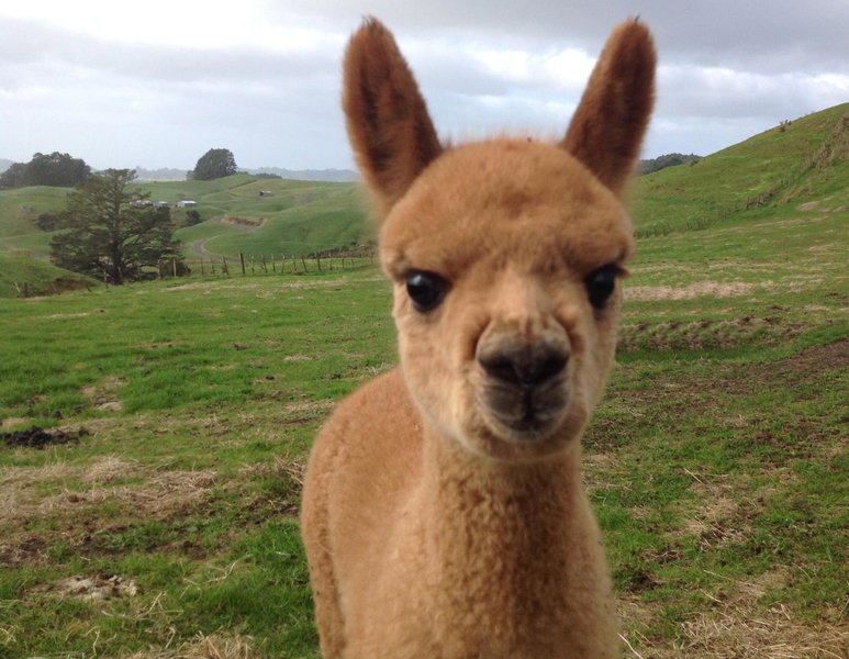 Waihi Gold Alpacas 1 or 2 people, Waihi, New Zealand