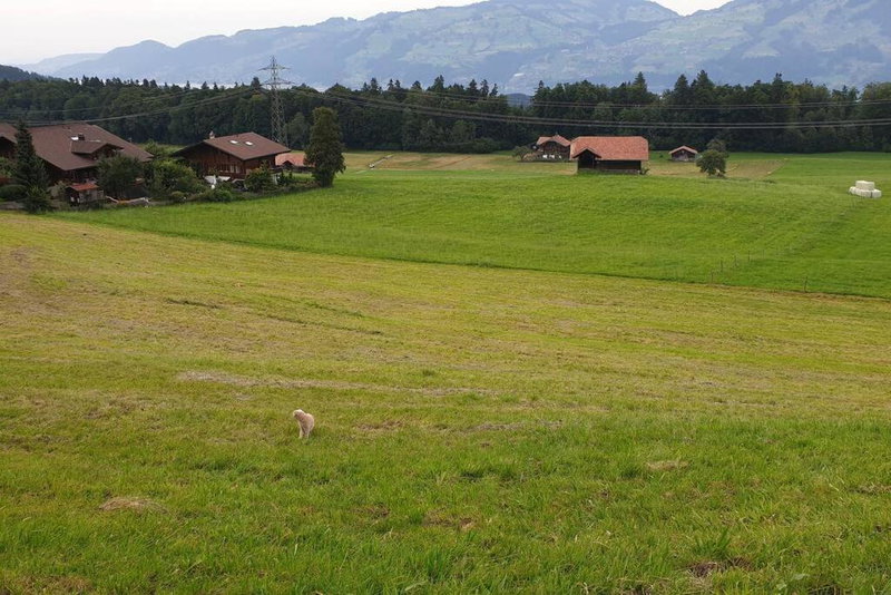 White Home in Aeschi Bei Spiez, Aeschi bei Spiez, Schweiz