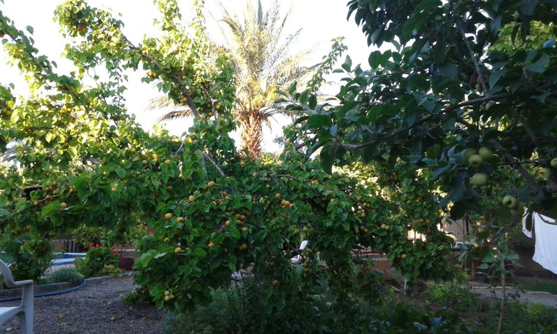 Bassatine Skoura, Skoura, Maroc