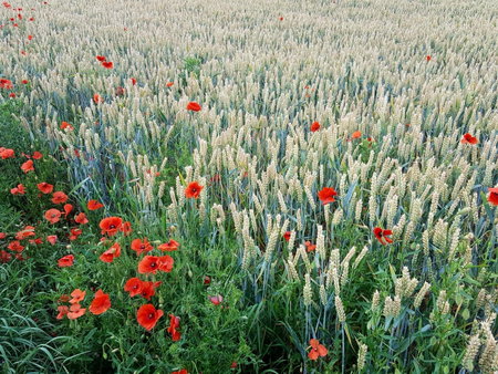 Au Fond des Rys, Grez-Doiceau, Belgium