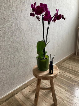 Rustig appartement in het groen met terras, Kontich, Belgium