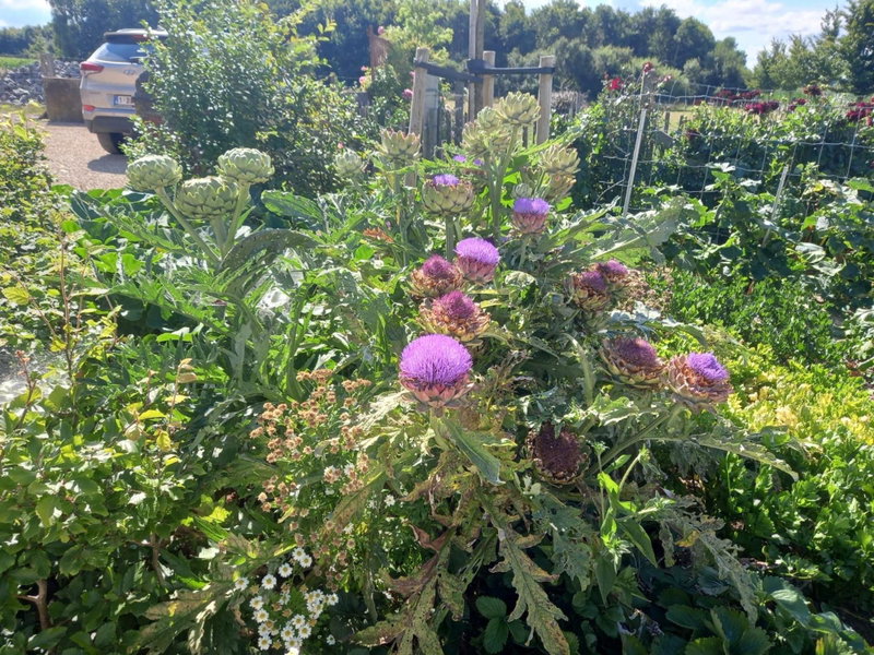 Het Meikenshof, Denterghem, Бельгия