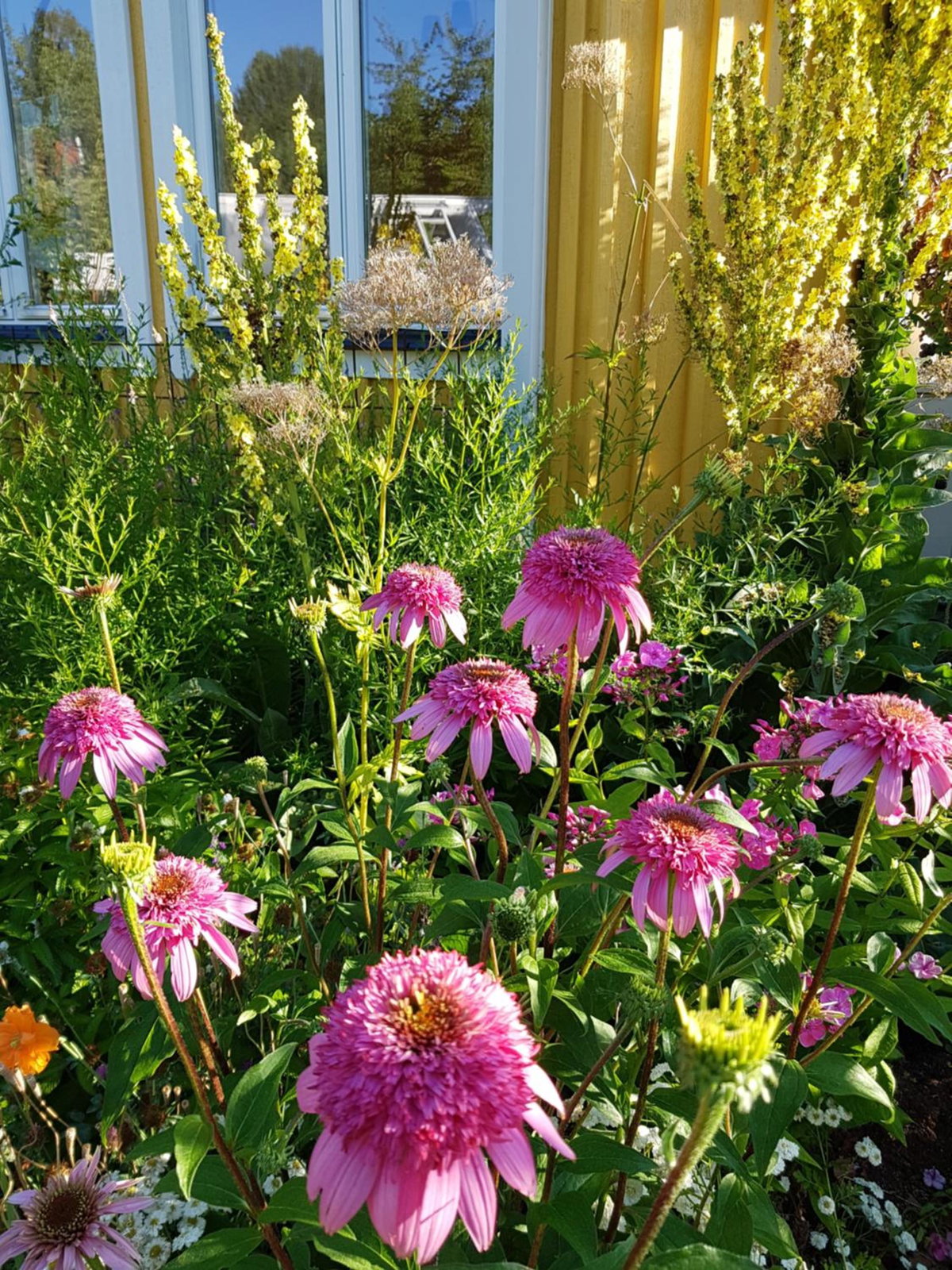 Perenner på bakgården, Sweden