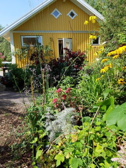 Perenner på bakgården, Motala, Sweden