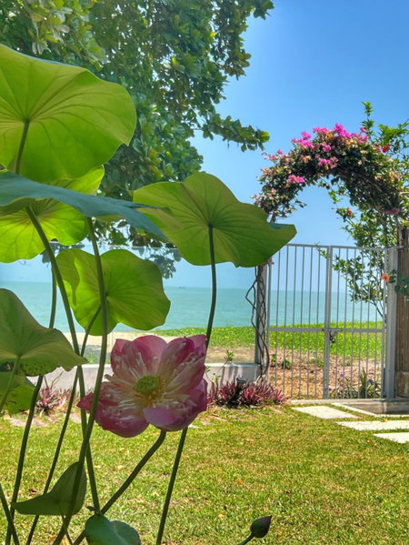 Smell rose beach garden, Tanjung Tokong, Malaysia