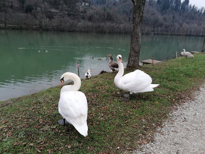 Ribiški dom Radeče, Radeče, Eslovenia