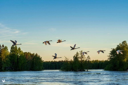 Laawu Kultaa, Kotka, Финляндия