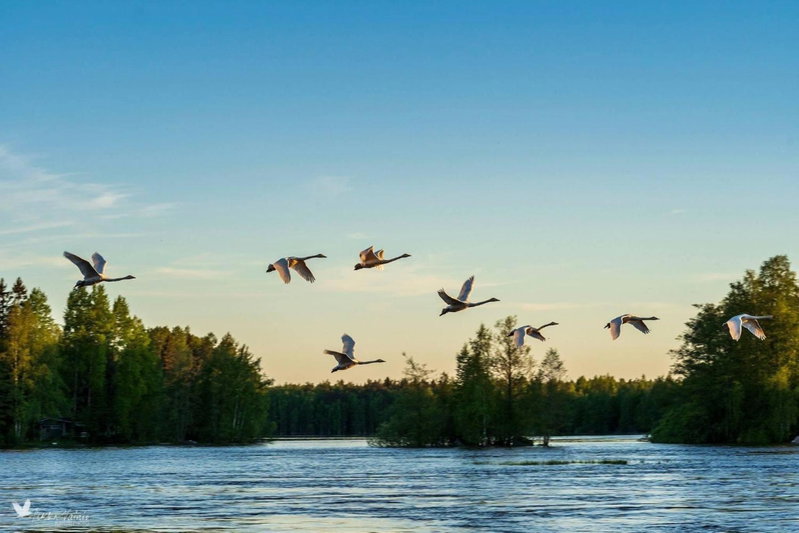 Laawu Kultaa, Kotka, Финляндия