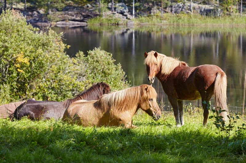 Purola Farm Guesthouse, Saarijärvi, Finland