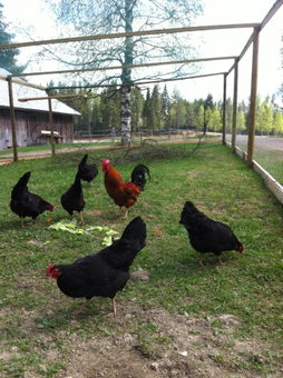 Purola Farm Guesthouse, Saarijärvi, Finland