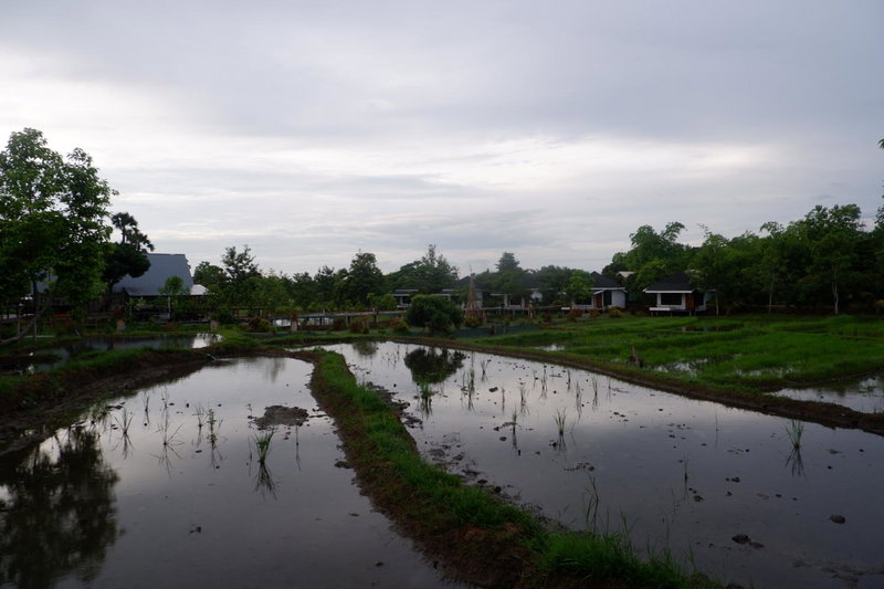 Nok Chan Mee Na, Chom Thong, Thailand