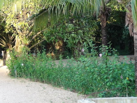 Tuaprodhome, Khao Lak, Thaïlande