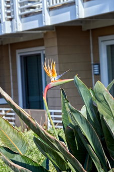 Beach House Hotel at Hermosa Beach, Hermosa Beach, Соединённые Штаты
