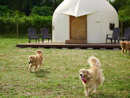 Koyaru-no-sato Doggys Island, Yachimata, Japan