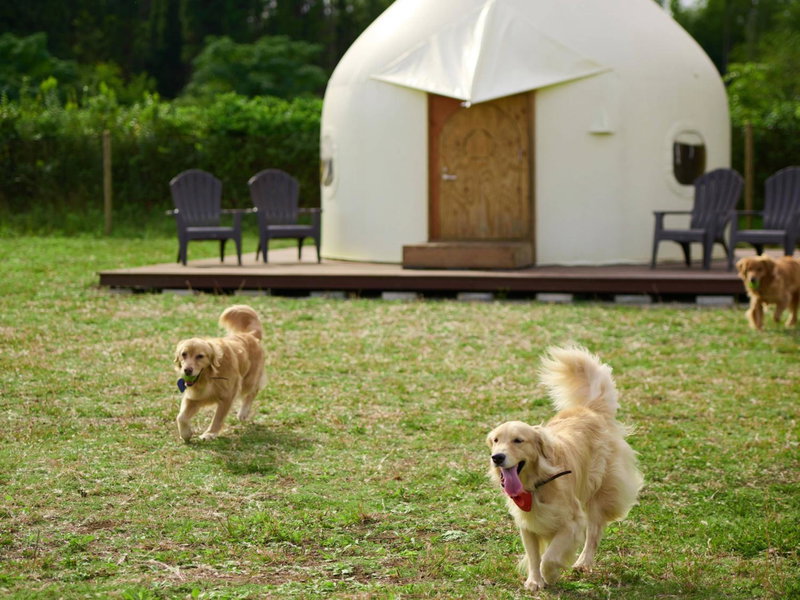 Koyaru-no-sato Doggys Island, Yachimata, Japan