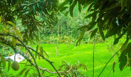 Buda's Homestay Lemukih, Buleleng, Indonesia