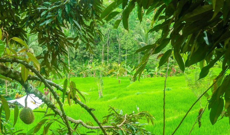Buda's Homestay Lemukih, Buleleng, Indonesia