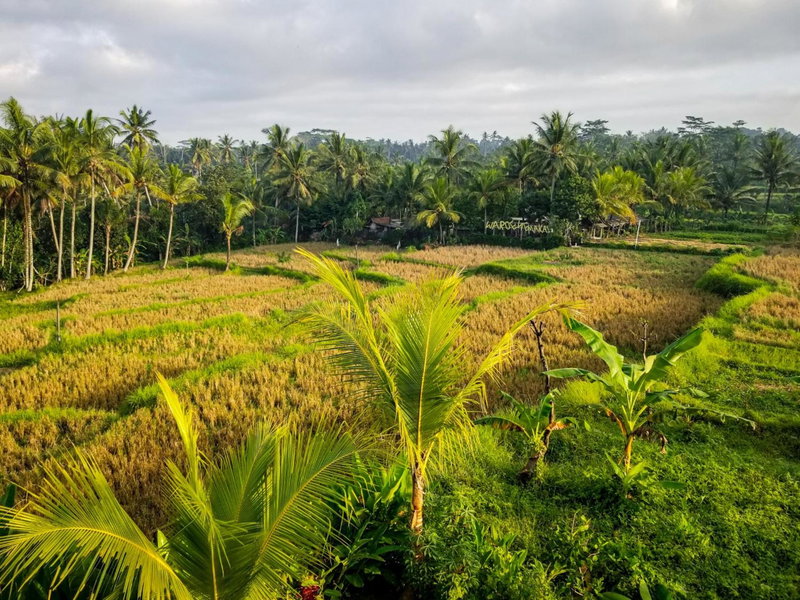 Mancur Guesthouse, Ubud, Indonesia