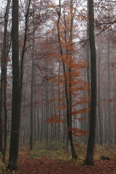 Pension Walddorf, Winterberg, Germany