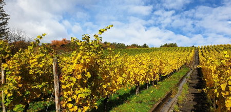 Rebgut, Lauda-Königshofen, Germany