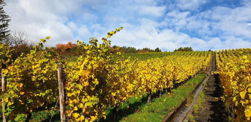 Rebgut, Lauda-Königshofen, Germany