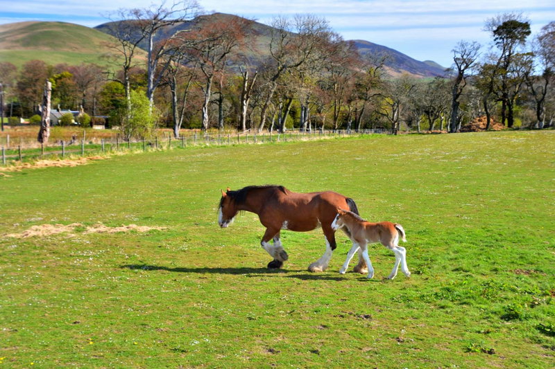 Peggyslea Farm B&B, Edinburgh, United Kingdom