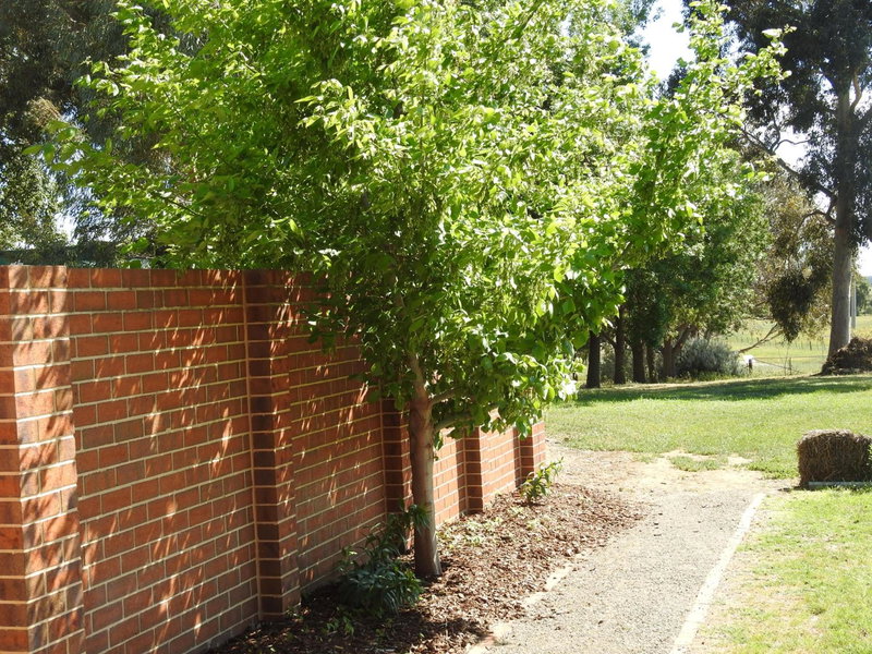 Barklysuites Apartments, Rutherglen, Australia