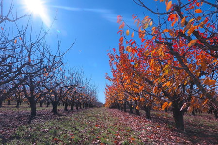 The Sampson - Orange, Orange, Australien