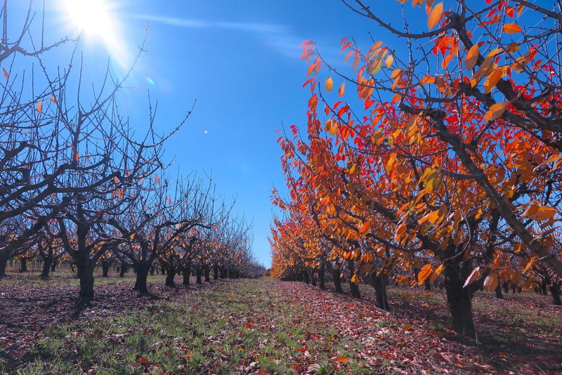 The Sampson - Orange, Orange, Australien