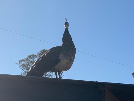 Mascot Cottage - Pet Friendly and Complimentary Breakfast Hamper, West Wyalong, Australia