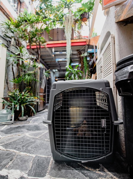 Hostal México Airport CDMX, Mexico City, Mexique
