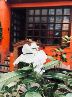 Casa Azul, Guanajuato, Mexique