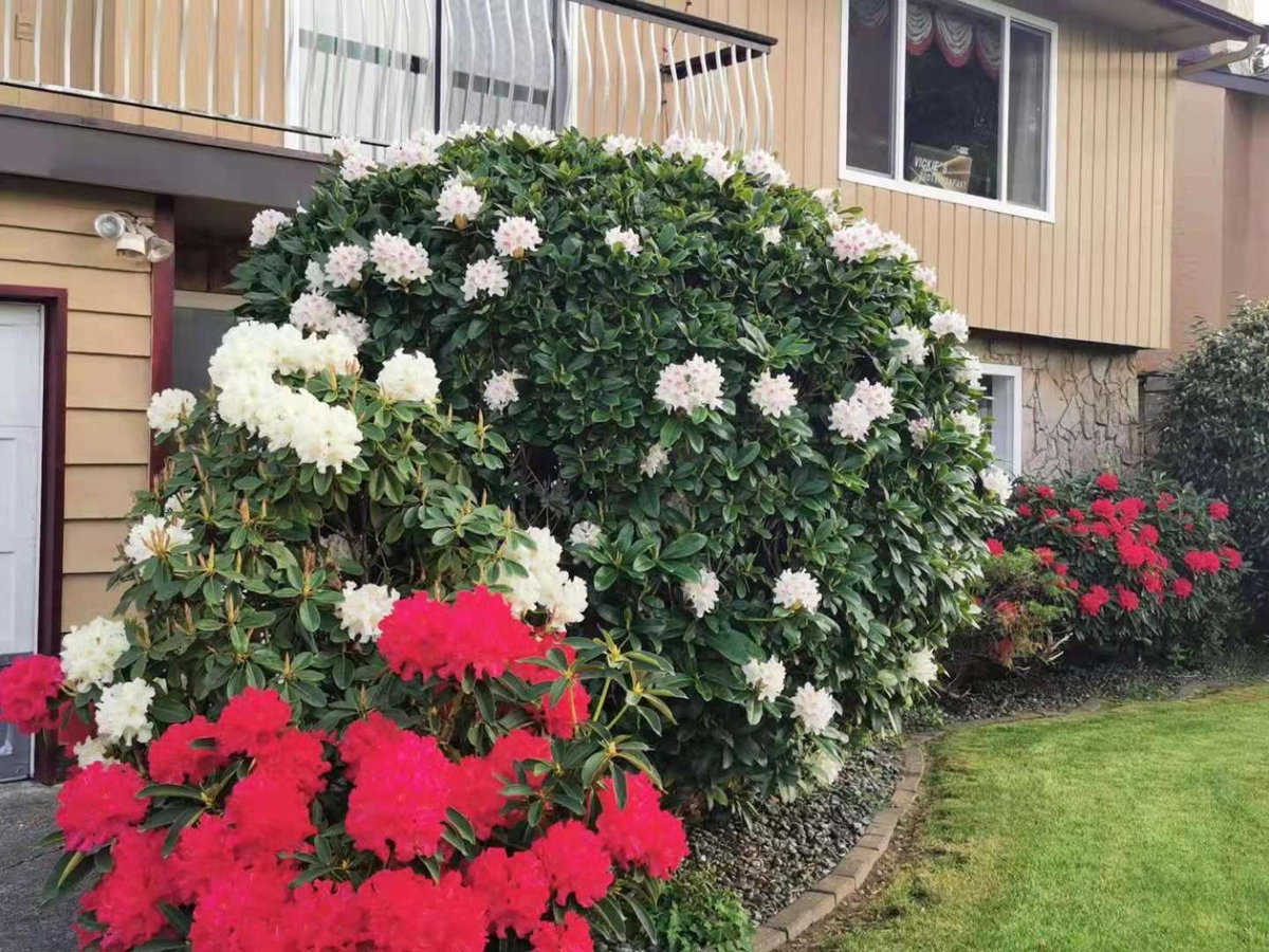 Richmond Vancouver Airport Comfy Home, Canada