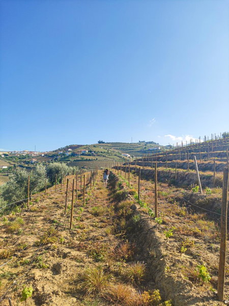 Quinta dos Padrinhos - Suites in the Heart of the Douro, Lamego, Portugal