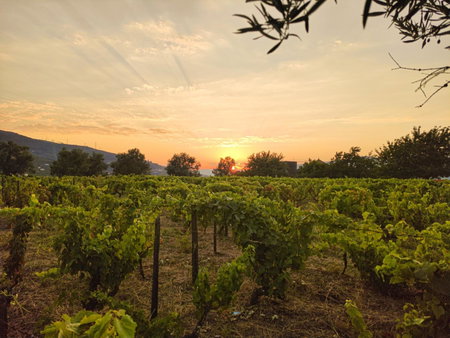 Quinta dos Padrinhos - Suites in the Heart of the Douro, Lamego, Portugal