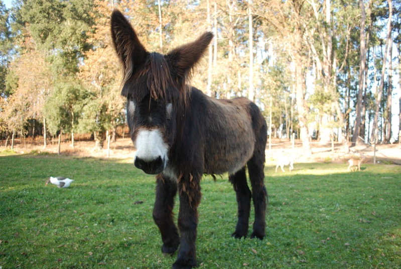 Quinta Padre Lobo, Santa Maria da Feira, Portugal