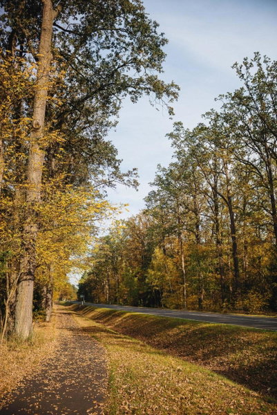 Leśniki, Babimost, Polonia
