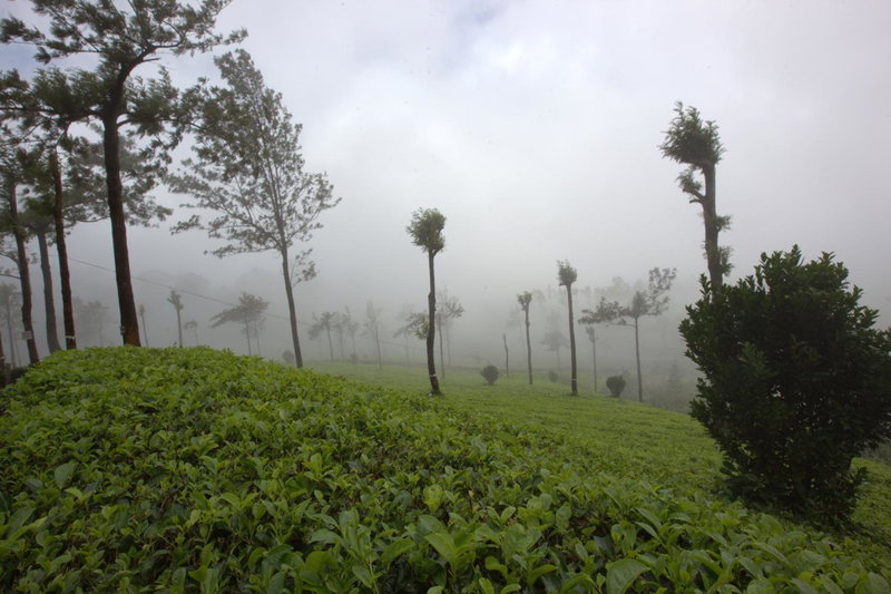 Grand Plaza, Munnar, Inde